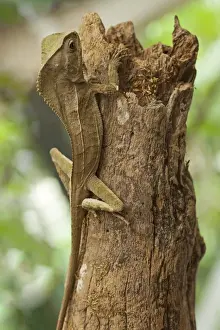 Alajuela Province Prints: Helmeted Iguana or Forest Chameleon (Corytophanes cristatus)