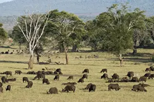 Tsavo Prints: A herd of African buffalo (Syncerus caffer) grazing in a plain, Tsavo, Kenya, East Africa