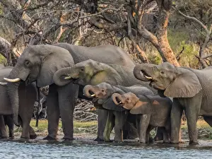 A herd of African bush elephants (Loxodonta africana) on the upper Zambezi River
