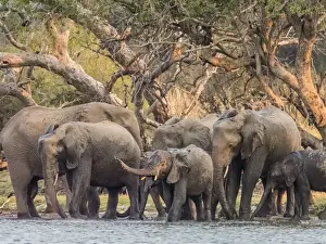 A herd of African bush elephants (Loxodonta africana) on the upper Zambezi River