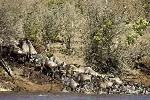 Images Dated 19th October 2006: Herd of blue wildebeest