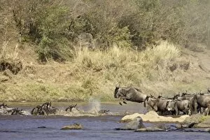 Images Dated 19th October 2006: Herd of blue wildebeest