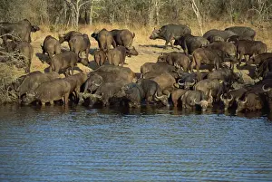 Kruger Prints: A herd of Cape buffalo (Syncerus caffer) drinking at a water hole