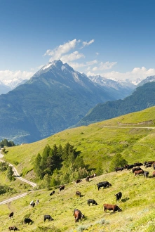 Aosta Valley Prints: Herd of cows in the Aosta Valley, Vetan, Aosta Valley, Italian Alps, Italy, Europe