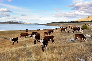 Estancia Prints: Herd of cows, Estancia Nibepo Aike on the Argentino lakeshore