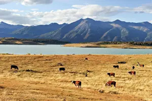 Estancia Prints: Herd of cows, Estancia Nibepo Aike on the Argentino lakeshore