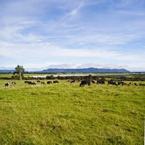 Images Dated 12th April 2011: Herd of cows on farmland on the West Coast, South Island, New Zealand, Pacific