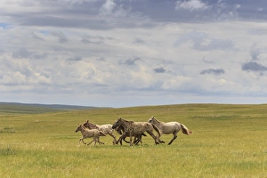 Mongolian Prints: Herd of dappled and pale horses and foals gallop and canter