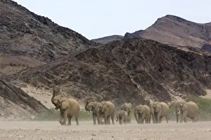 Medium Group Of Animal Prints: Herd of desert-dwelling elephant (Loxodonta africana africana)