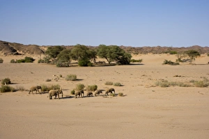 Herd of desert-dwelling elephants (Loxodonta africana africana) Herd of desert-dwelling elephants (Loxodonta africana africana)