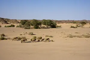 Herd of desert-dwelling elephants (Loxodonta africana africana)
