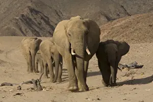 Herd of desert-dwelling elephants (Loxodonta africana africana)