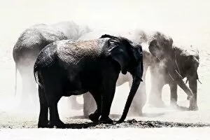 Dust Gallery: Herd of elephants in the dust, Chobe National Park, Botswana, Africa