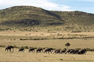 A herd of elephants move across an open plain in the Masai Mara National Reserve