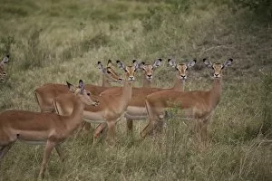 Herd of female impala (Aepyceros melampus), Masai Mara National Reserve, Kenya, East Africa, Africa