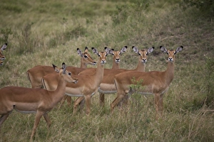 Images Dated 30th September 2008: Herd of female impala (Aepyceros melampus), Masai Mara National Reserve, Kenya, East Africa, Africa