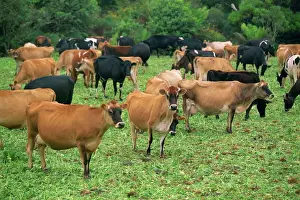 A herd of Friesian and Guernsey cattle grazing near Johanna, mid-way along the Great Ocean Road