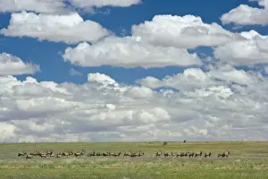 Namib Rand Prints: Herd of gemsbok (Oryx gazella), Namib Rand Nature Reserve, Namibia, Africa