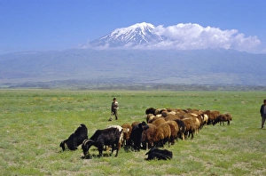Whole Body Prints: Herd of goats and goatherder in the plains beneath Mount Ararat