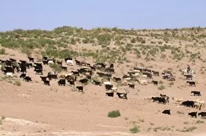 Images Dated 6th August 2009: Herd of goats, Karakol desert, Turkmenistan, Central Asia, Asia
