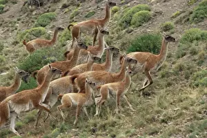 Assembling Prints: A herd of guanacos (Lama guanicoe), Torres del Paine National Park, Patagonia
