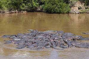 Images Dated 6th October 2008: Herd of hippopotamuses (Hippopotamus amphibius) in the water, Masai Mara National Reserve