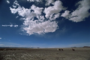 La Paz Prints: Herd of llama between Uyuni and San Pedro de Atacama, Bolivia, South America