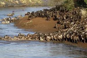Togetherness Prints: Herd of migrating wildebeest (Connochaetes taurinus) crossing Mara River