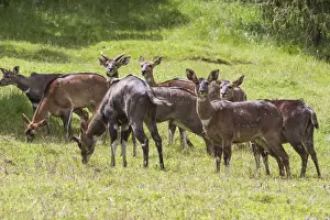 Herd of mountain nyalas (Tragelaphus buxtoni) (Balbok), Bale Mountains, Ethiopia, Africa