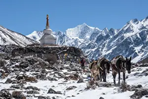 Snow Covered Prints: Herd of pack mules walking in front of a stupa with high altitude summits