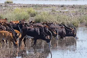 Sustainable Prints: Herd of sable antelopes (Hippotragus niger), Chobe national park, Botswana
