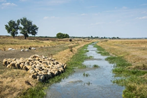 Moldova Prints: Herd of sheep grazing on a little channel, Besalma, Gagauzia, Moldova