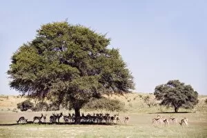 Herd of s pringbok (Antidorcas mars upialis ), Kgalagadi Trans frontier Park