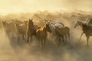 Animal Kingdom Prints: Herd of wild and semi-wild Yilki horses running in dust at sunset