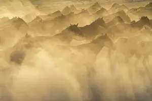 Animal Behavior Prints: Herd of wild and semi-wild Yilki horses running in dust at sunset