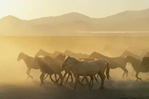 Animal Behavior Prints: Herd of wild and semi-wild Yilki horses running in dust at sunset
