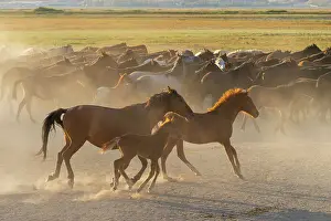 Animal Behavior Prints: Herd of wild and semi-wild Yilki horses running in dust at sunset