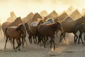 Animal Behavior Prints: Herd of wild and semi-wild Yilki horses running in dust at sunset
