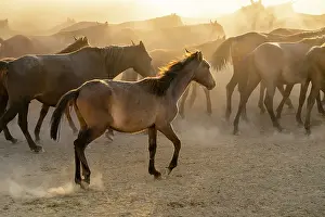 Anatolia Prints: Herd of wild and semi-wild Yilki horses running in dust at sunset