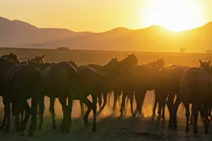 Animal Behavior Prints: Herd of wild and semi-wild Yilki horses at sunset