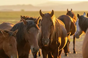 Horses Prints: Herd of wild and semi-wild Yilki horses at sunset