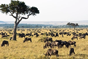 Herd Of Animals Prints: Herd of wildebeest (Connochaetes taurinus), Masai Mara National Reserve