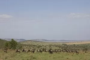 Images Dated 1st October 2008: Herd of wildebeests (Connochaetes taurinus), Masai Mara National Reserve