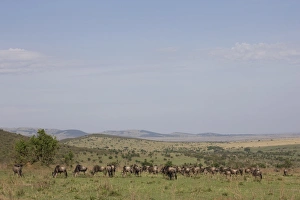 Images Dated 1st October 2008: Herd of wildebeests (Connochaetes taurinus), Masai Mara National Reserve