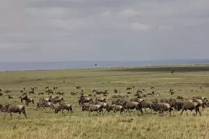Herd of wildebeests (Connochaetes taurinus), Masai Mara National Reserve, Kenya, East Africa, Africa