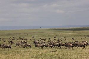 Images Dated 6th October 2008: Herd of wildebeests (Connochaetes taurinus), Masai Mara National Reserve, Kenya, East Africa, Africa