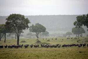 Images Dated 2nd October 2008: Herd of wildebeests (Connochaetes taurinus) migrating under the rain, Masai Mara National Reserve