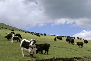 Consuming Prints: Herd of yak