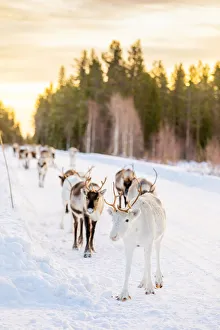 Rangifer Tarandus Prints: Herding reindeer in beautiful snowy landscape of Jorn, Sweden, Scandinavia, Europe