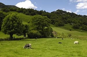 Herdwick sheep in Borrowdale, Lake District, Cumbria, England, United Kingdom, Europe